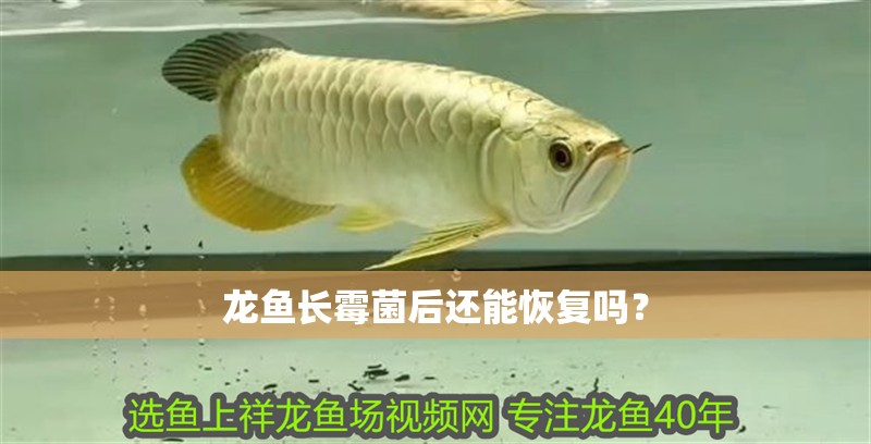 龍魚長霉菌后還能恢復嗎？