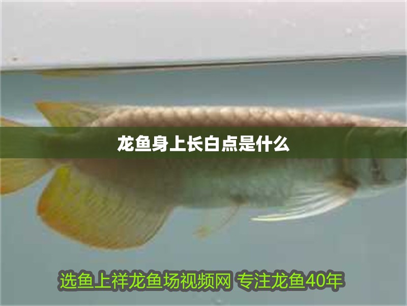 龍魚身上長白點是什么