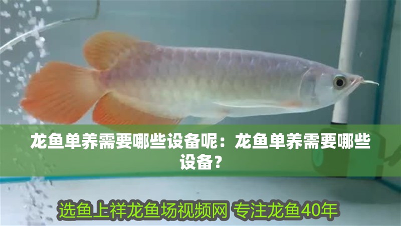 龍魚(yú)單養(yǎng)需要哪些設(shè)備呢：龍魚(yú)單養(yǎng)需要哪些設(shè)備？