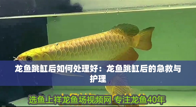 龍魚跳缸后如何處理好：龍魚跳缸后的急救與護(hù)理