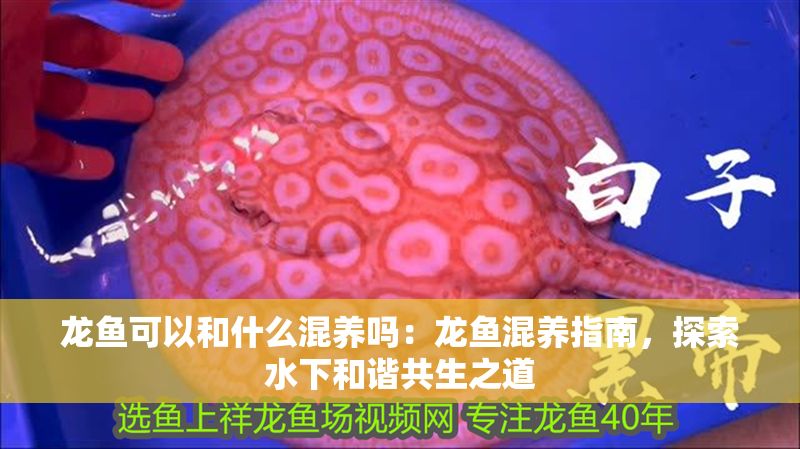 龍魚可以和什么混養(yǎng)嗎：龍魚混養(yǎng)指南，探索水下和諧共生之道