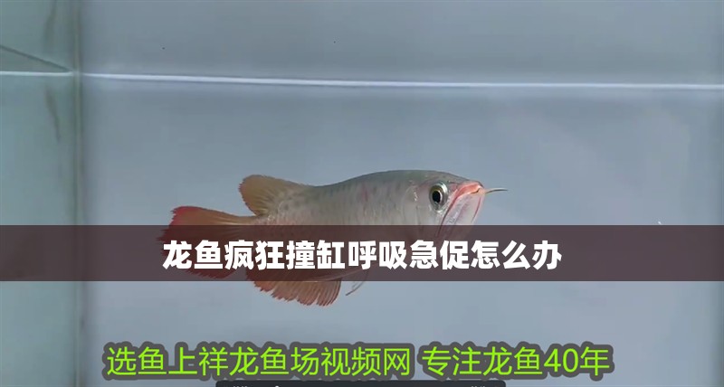 龍魚瘋狂撞缸呼吸急促怎么辦