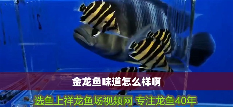 金龍魚味道怎么樣啊 金龍魚味道怎么樣啊 龍魚百科