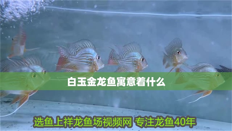 白玉金龍魚寓意著什么