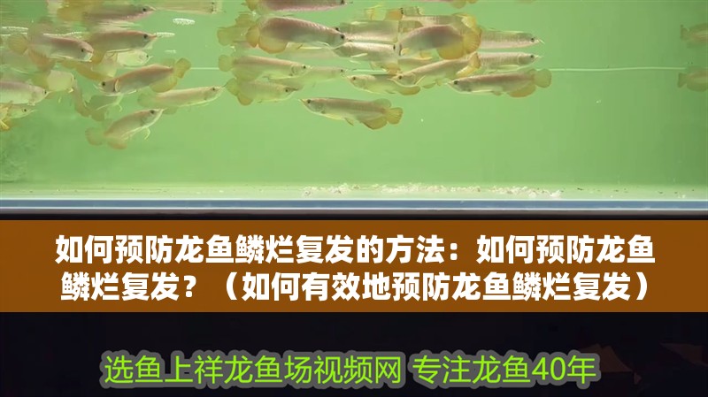如何預(yù)防龍魚鱗爛復(fù)發(fā)的方法：如何預(yù)防龍魚鱗爛復(fù)發(fā)？（如何有效地預(yù)防龍魚鱗爛復(fù)發(fā)）