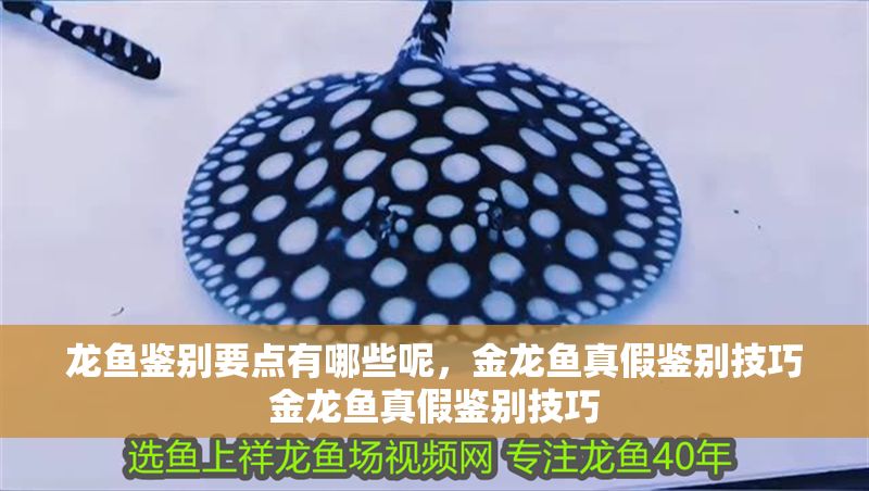 龍魚鑒別要點有哪些呢，金龍魚真假鑒別技巧金龍魚真假鑒別技巧