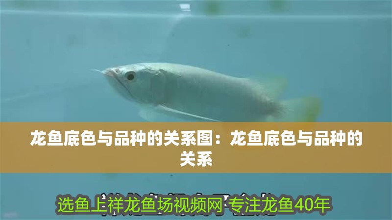 龍魚底色與品種的關(guān)系圖：龍魚底色與品種的關(guān)系