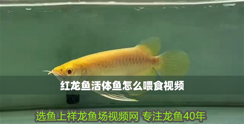 紅龍魚活體魚怎么喂食視頻