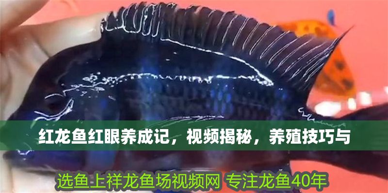 紅龍魚(yú)紅眼養(yǎng)成記，視頻揭秘，養(yǎng)殖技巧與