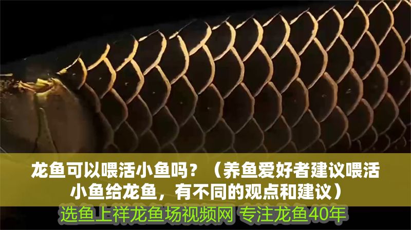 龍魚可以喂活小魚嗎？（養魚愛好者建議喂活小魚給龍魚，有不同的觀點和建議）