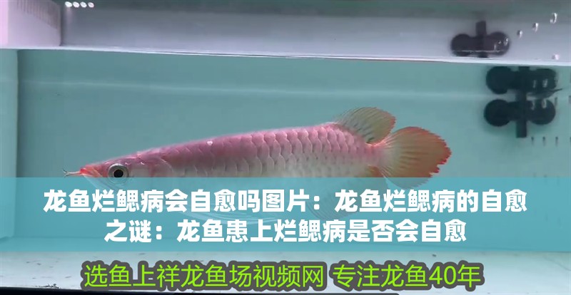 龍魚爛鰓病會自愈嗎圖片：龍魚爛鰓病的自愈之謎：龍魚患上爛鰓病是否會自愈