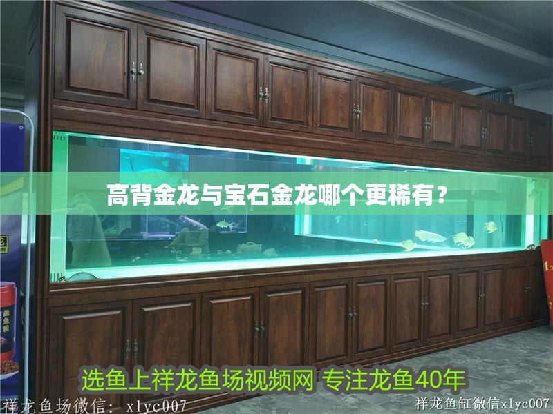 高背金龍與寶石金龍哪個更稀有？