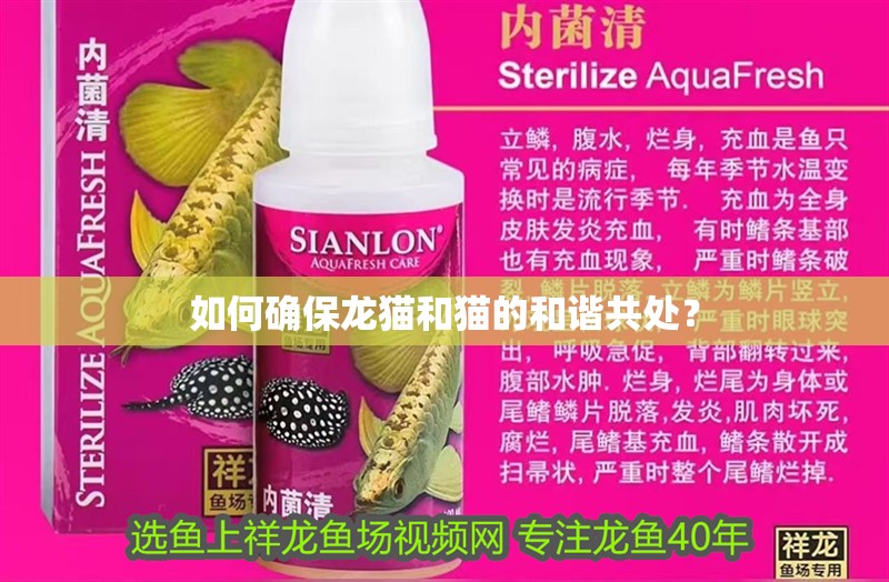 如何確保龍貓和貓的和諧共處？