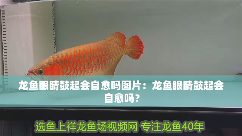 龍魚眼睛鼓起會自愈嗎圖片：龍魚眼睛鼓起會自愈嗎？