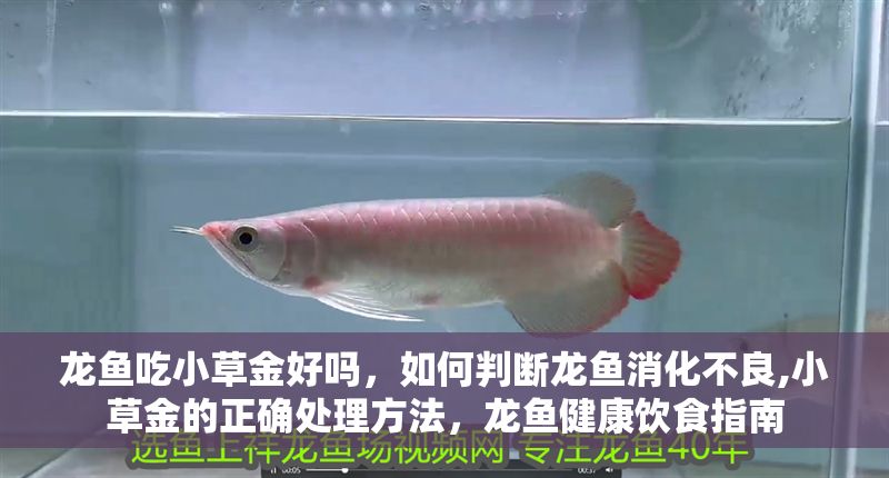 龍魚吃小草金好嗎，如何判斷龍魚消化不良,小草金的正確處理方法，龍魚健康飲食指南