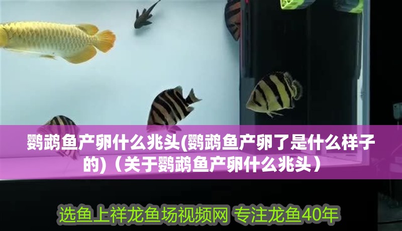 鸚鵡魚產卵什么兆頭(鸚鵡魚產卵了是什么樣子的)（關于鸚鵡魚產卵什么兆頭）