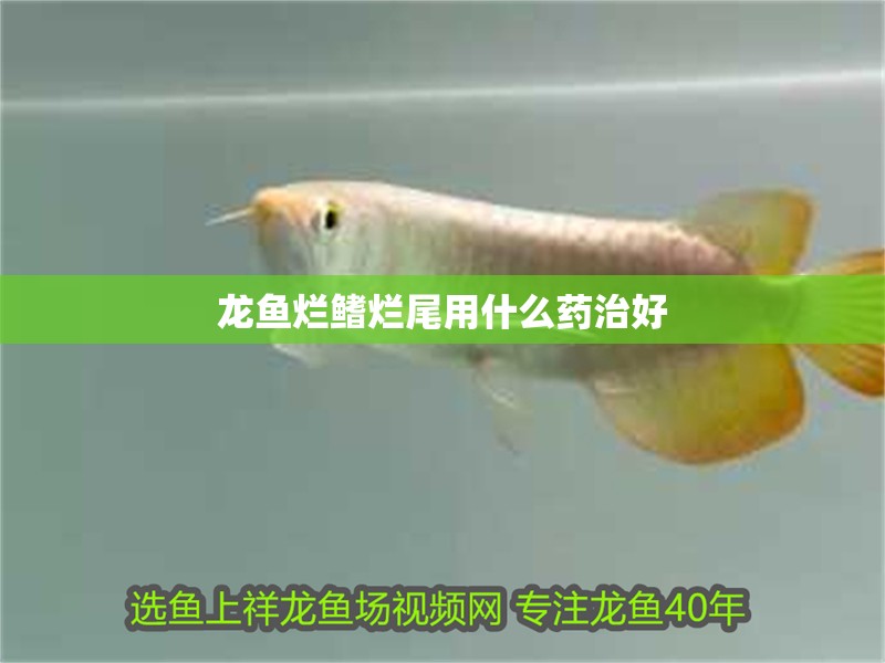 龍魚爛鰭爛尾用什么藥治好