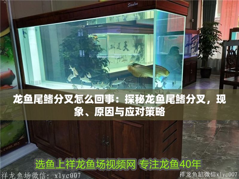 龍魚尾鰭分叉怎么回事：探秘龍魚尾鰭分叉，現象、原因與應對策略