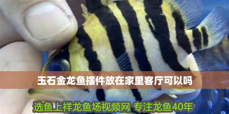 玉石金龍魚擺件放在家里客廳可以嗎