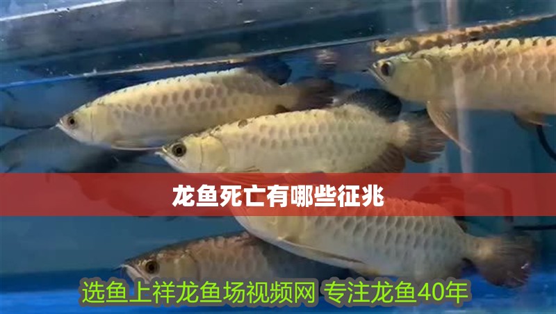 龍魚死亡有哪些征兆