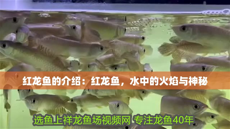 紅龍魚的介紹：紅龍魚，水中的火焰與神秘