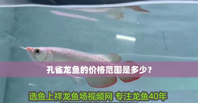 孔雀龍魚的價格范圍是多少？