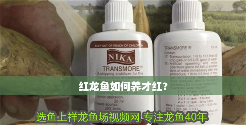 紅龍魚如何養才紅？