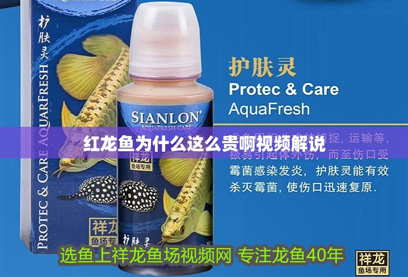 紅龍魚為什么這么貴啊視頻解說 紅龍魚為什么這么貴啊視頻解說 龍魚百科
