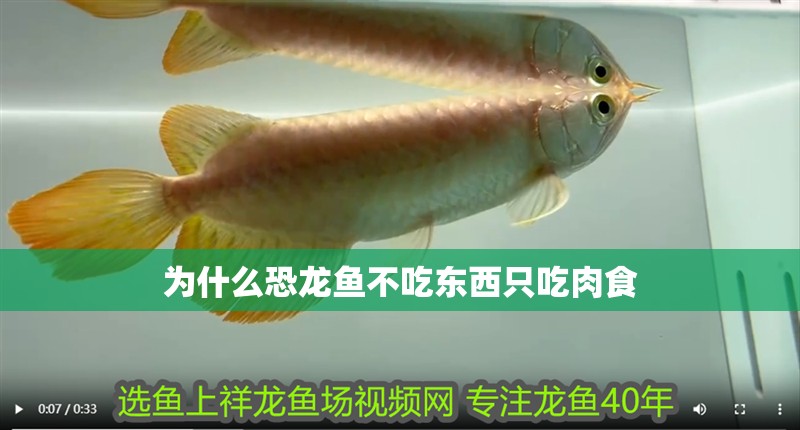 為什么恐龍魚不吃東西只吃肉食