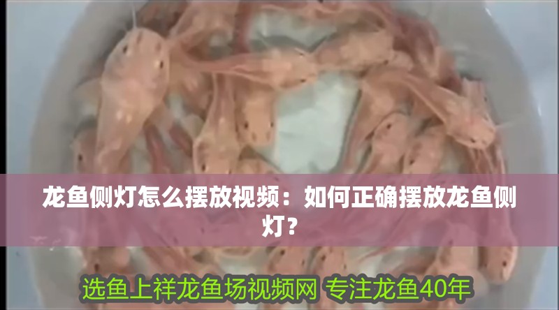 龍魚側燈怎么擺放視頻：如何正確擺放龍魚側燈？