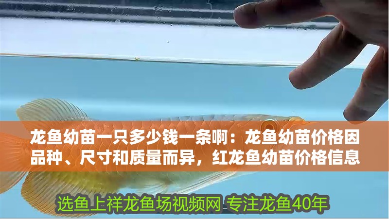龍魚幼苗一只多少錢一條啊：龍魚幼苗價格因品種、尺寸和質量而異，紅龍魚幼苗價格信息