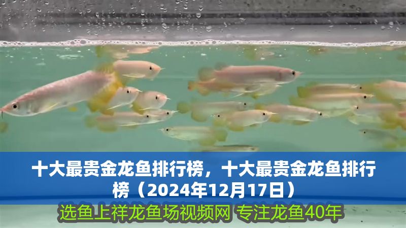 十大最貴金龍魚排行榜，十大最貴金龍魚排行榜（2024年12月17日）