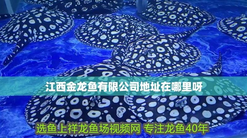 金龍魚疾病預(yù)防與治療