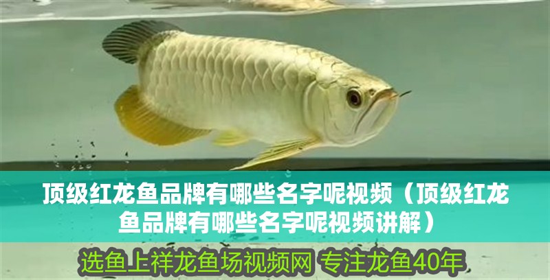 頂級紅龍魚品牌有哪些名字呢視頻（頂級紅龍魚品牌有哪些名字呢視頻講解）