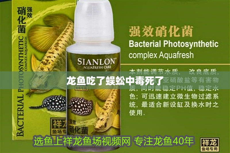 龍魚吃了蜈蚣中毒死了