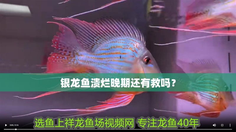 雷龍魚能和什么混養一起