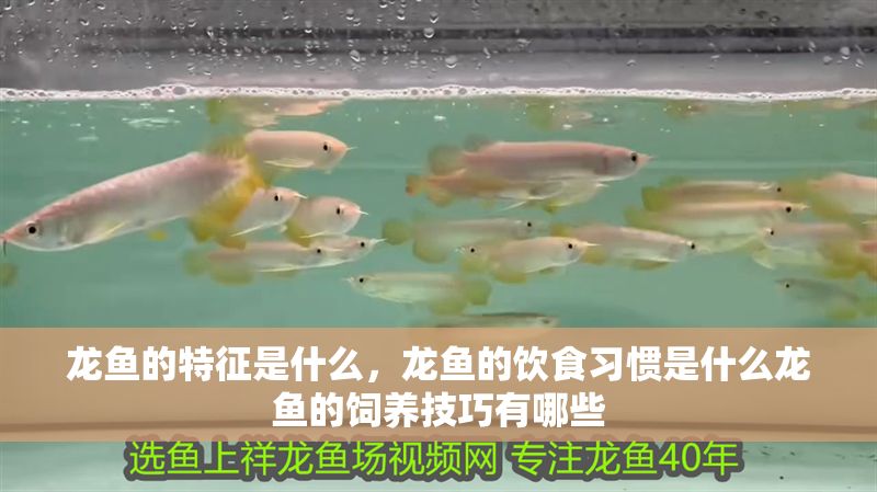 龍魚的特征是什么，龍魚的飲食習慣是什么龍魚的飼養技巧有哪些