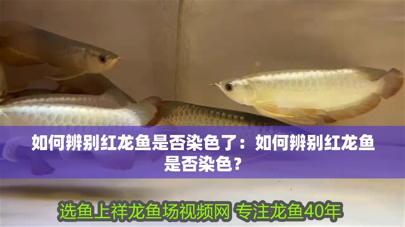 如何辨別紅龍魚是否染色了：如何辨別紅龍魚是否染色？