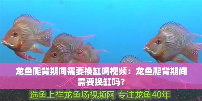 龍魚爬背期間需要換缸嗎視頻：龍魚爬背期間需要換缸嗎？