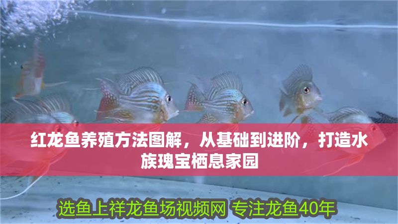 紅龍魚養(yǎng)殖方法圖解，從基礎(chǔ)到進(jìn)階，打造水族瑰寶棲息家園