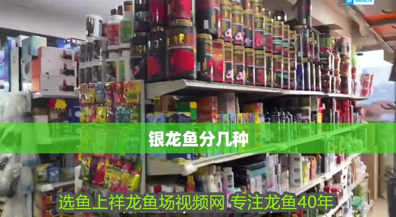 銀龍魚分幾種