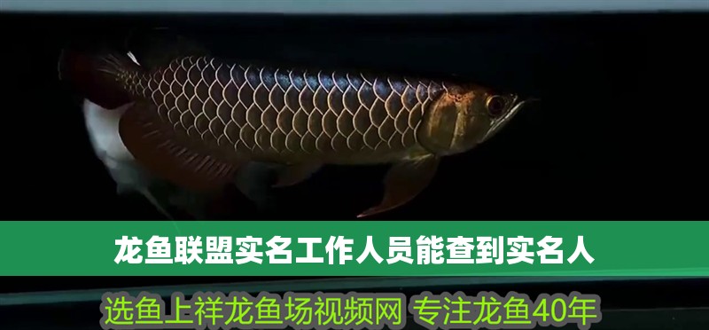 龍魚聯(lián)盟實名工作人員能查到實名人