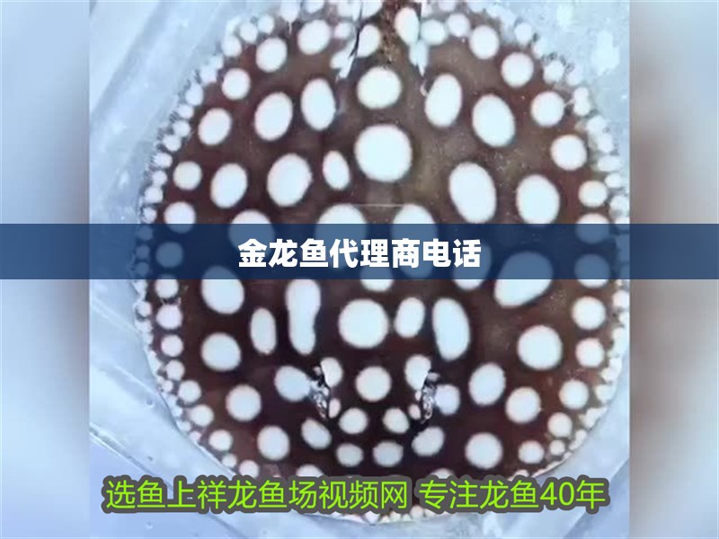 金龍魚代理商電話