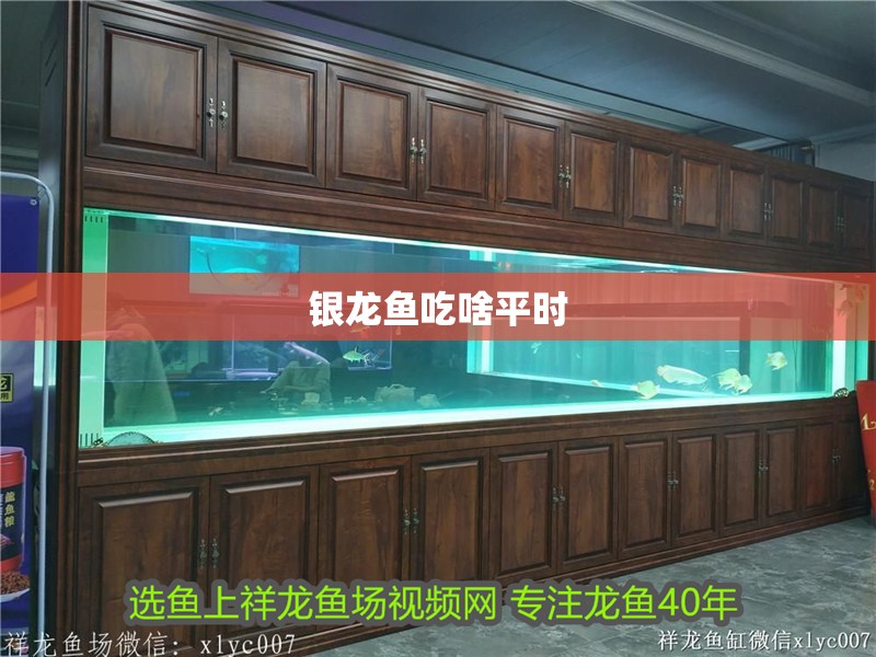 銀龍魚(yú)吃啥平時(shí)