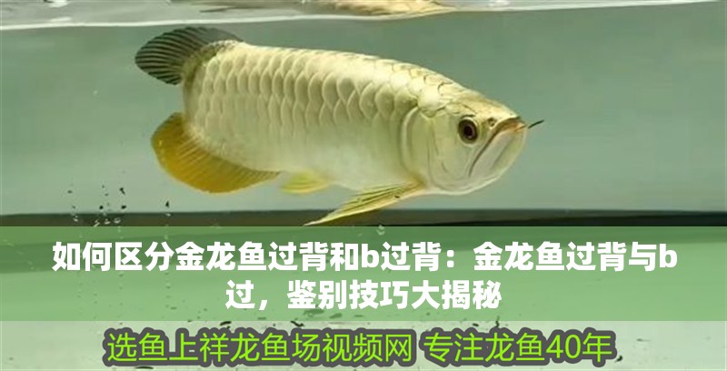 如何區(qū)分金龍魚過背和b過背：金龍魚過背與b過，鑒別技巧大揭秘