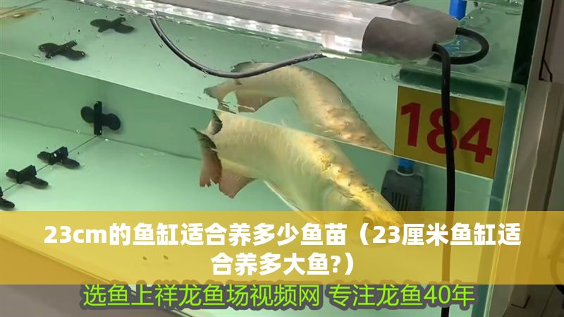 23cm的魚缸適合養多少魚苗（23厘米魚缸適合養多大魚?）