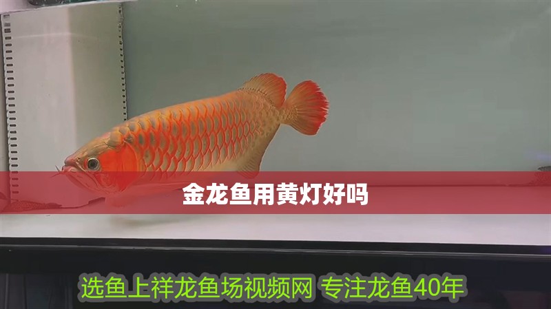 金龍魚用黃燈好嗎