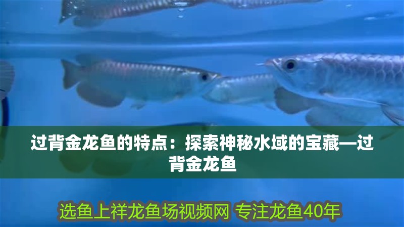 過背金龍魚的特點：探索神秘水域的寶藏—過背金龍魚