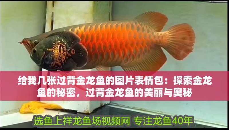 給我幾張過背金龍魚的圖片表情包：探索金龍魚的秘密，過背金龍魚的美麗與奧秘