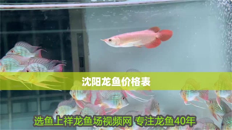 沈陽龍魚價格表